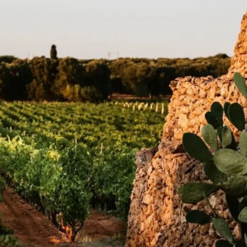 Cantina San Marzano